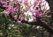 A blooming branch of almond tree in spring. photo of blossoming tree brunch with pink flowers