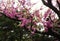 A blooming branch of almond tree in spring. photo of blossoming tree brunch with pink flowers