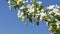 Blooming branch of an apple tree with flowers and a bee flies and collects nectar on a background of blue sky