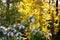 Blooming branch of apple tree in the morning in the garden. The sun`s rays illuminate beautifully the aspen leaves in the forest.