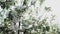 A blooming branch of apple tree in spring with light wind. Blossoming apple with beautiful white flowers. Branch of