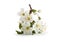 Blooming branch of apple tree with white flowers in vase on lightbackground. Minimalist still life