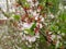 Blooming branch of a bush of Chinese cherry in the spring in a city park against the background of flowering plants.