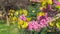 Blooming branch of cercis siliquastrum in garden
