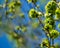 Blooming branch of elm tree Ulmus against blue sky in City park Krasnodar or Galitsky Park. Nature awakening spring theme