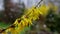 Blooming branch of forsythia bush in snowfall