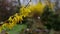 Blooming branch of forsythia bush in snowfall