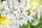 Blooming branch of a fruit tree close-up in the sunlight. Spring flowering of apple, pear, cherry and other horticultural crops.