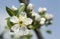 Blooming branch of fruit tree over blue sky background.