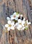 Blooming branch on an old wooden stump.