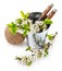 Blooming branch plum in bucket with garden tool