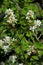 A blooming branch of Saskatoon berries Amelanchier alnifolia