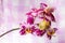 Blooming branch spotted purple orchid, phalaenopsis