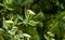 Blooming branch of variegated shrub Cornus alba Elegantissima or Swidina white on blurred dark green
