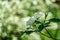 Blooming branch of variegated shrub Cornus alba Elegantissima or Swidina white on blurred green bokeh background