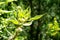 Blooming branch of variegated shrub Cornus alba Elegantissima or Swidina white on natural garden bokeh background