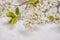 Blooming branch with white petals on the marble background, top view