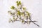 Blooming branch with white petals on the marble background, top view