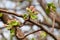 Blooming branches of an apple tree in spring