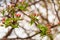 Blooming branches of an apple tree in spring