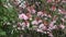 Blooming branches of cherry plum Prunus cerasifera with beautiful pink flowers