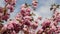 blooming branches of a Japanese cherry tree moving in the wind against the backg