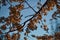 Blooming branches of spring apple tree with flowers with petals, stamens, leaves. Clear blue sky