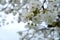 blooming branches white apple tree blossoms, against backdrop of sky, concept spring season, Spring Celebrations, environmental,