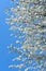 blooming branches white blossoms, against backdrop of blue sky, concept Nature\\\'s Bloom, Spring Celebrations, nature in