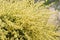 Blooming branches of yellow scotch broom. Spring background with pink flowering plants