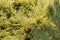 Blooming branches of yellow scotch broom. Spring background with pink flowering plants