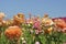 Blooming bright colored flowers in a field