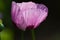 Blooming bright magenta Poppy