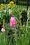 Blooming bright pink Gladiolus hortulanus