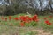 Blooming bright red buttercups in southern Israel