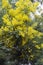 Blooming bright yellow Vachellia farnesiana, or Mimosa Bush