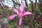 Blooming brightly pink magnolia