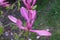 Blooming brightly pink magnolia