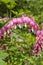 Blooming Broken Heart poppy beautiful magnificent ornamental plant, gentle romantic Dicentra Spectabilis