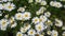 Blooming brown daisies nestled in tall grass