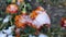 Blooming brown flowers with petals covered with snow ice on winter day close-up.