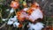 Blooming brown flowers with petals covered with snow ice on winter day close-up.