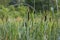 Blooming brown reeds