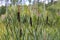 Blooming brown reeds