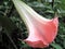 Blooming Brugmansia versicolor, also known as angelâ€™s trumpets