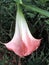 Blooming Brugmansia versicolor, also known as angelâ€™s trumpets