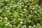 Blooming buckwheat Fagopyrum esculentum