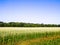 Blooming buckwheat field
