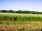 Blooming buckwheat field