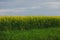 Blooming buckwheat in the field